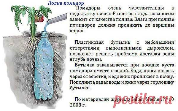 Полив помидор по-новому.