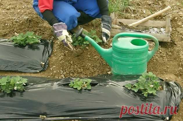Мульча вместо полива