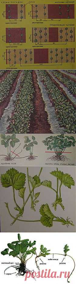 Выращивание клубники (земляники).