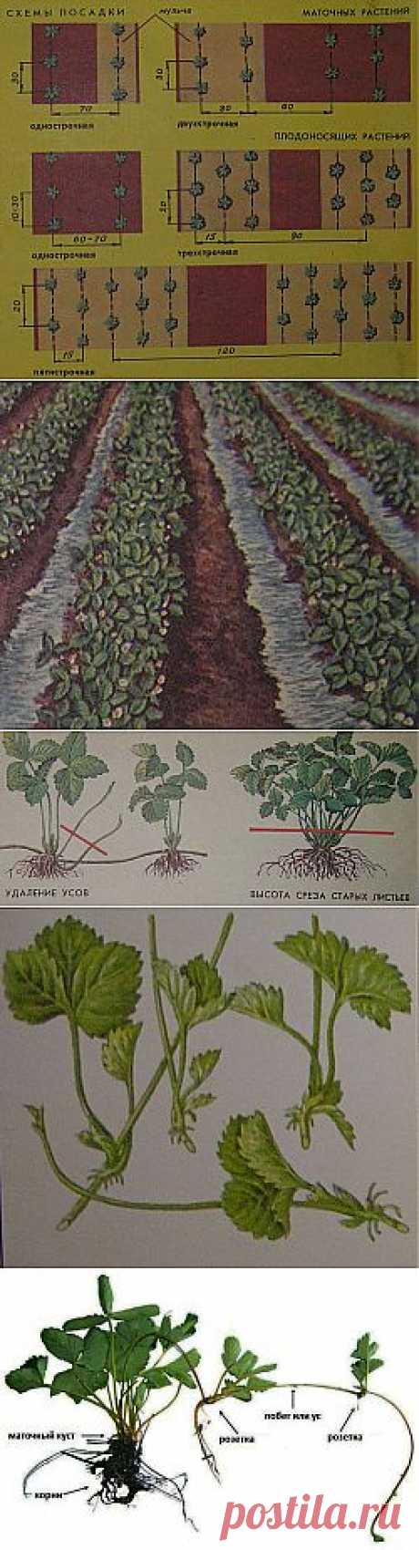 Выращивание клубники (земляники).