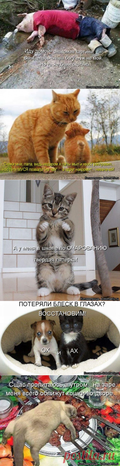 Лучшие котоматрицы недели (50 фото) » Триникси