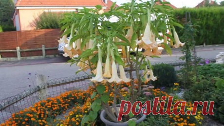 Бругмансия (Brugmansia)