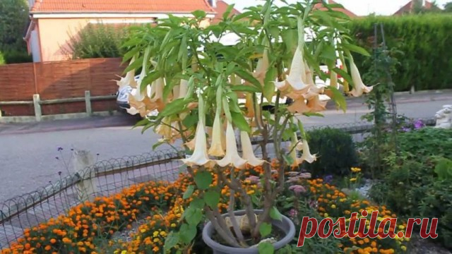 Бругмансия (Brugmansia)