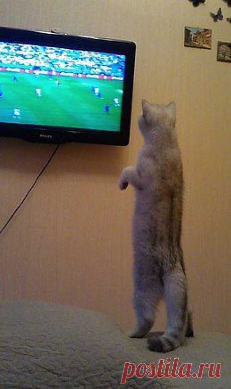 Без кота и жизнь не та