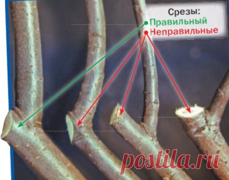 Что нужно знать про обрезку сада: инструменты, технологии, сроки. Часть 2