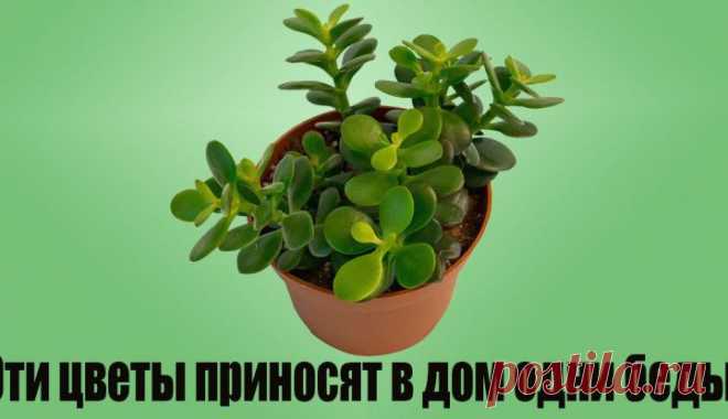 Какие растения вытягивают из вас силы • Сияние Жизни