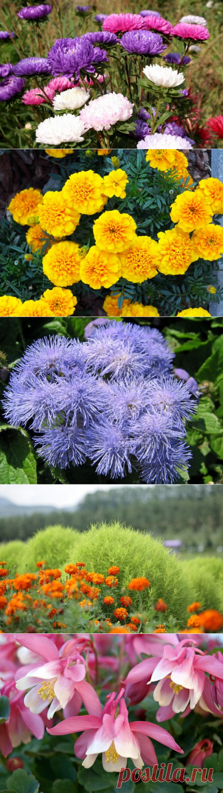 15 цветочных культур, которые нужно посеять на рассаду в апреле / рассада / 7dach.ru