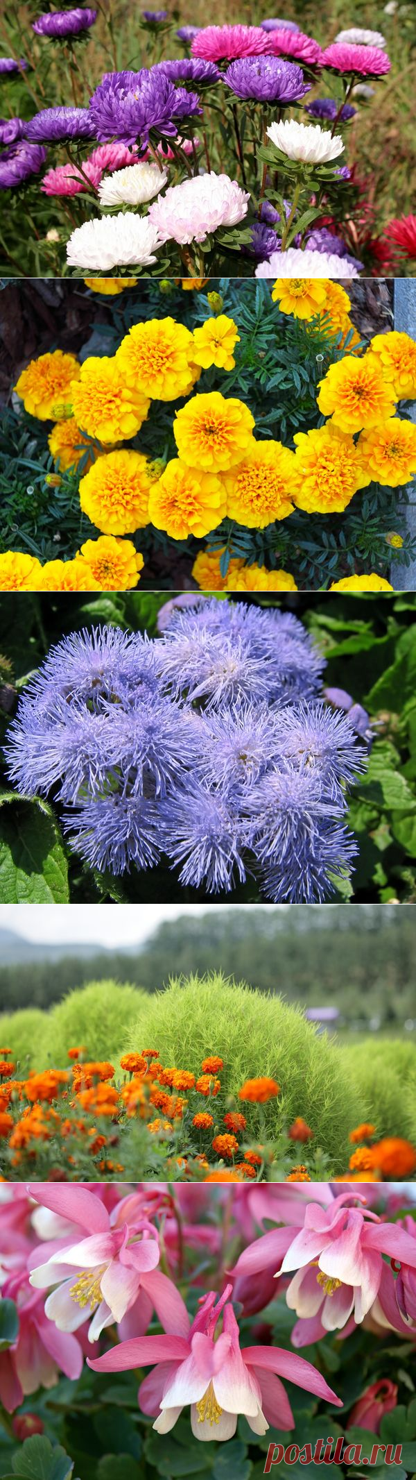 15 цветочных культур, которые нужно посеять на рассаду в апреле / рассада / 7dach.ru