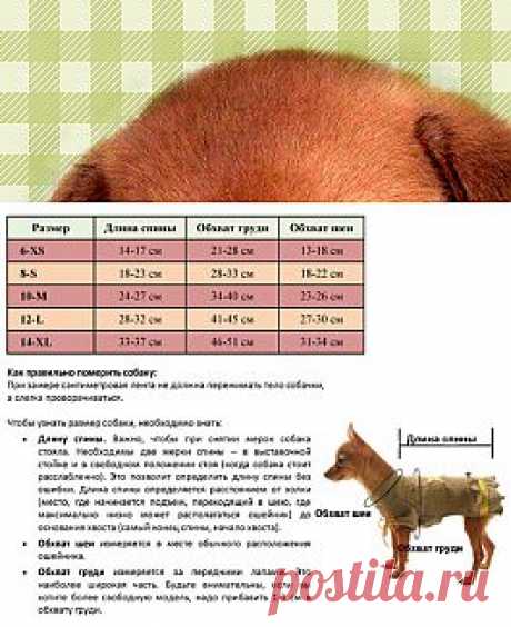 Сайт о маленьких собаках - Основные правила снятия мерок