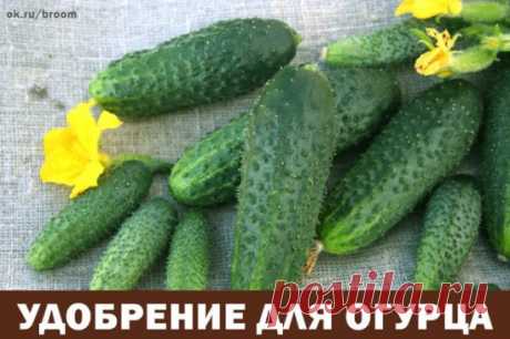 Огурец – культура, очень хорошо отзывающаяся на внесение органического вещества (компост, навоз, древесные листья), но и про минеральные не стоит забывать.
Органическое вещество содержит комплекс макро- и микроэлементов, в отличие от минеральных удобрений улучшает физические свойства почвы, повышает ее плодородие, снабжает ее полезной микрофлорой. На садовых участках оптимальным считают совместное использование органических и минеральных удобрений. Минеральные удобрения позволяют оперативно кор
