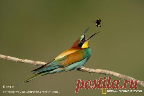 Фотоконкурс «Дикая природа России - 2014» | Страница 3