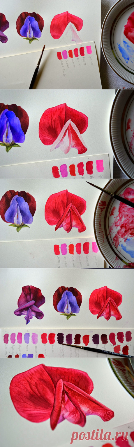 Botanical and Nature Art by Krzysztof Kowalski: [Sweet Pea] Pinks, reds, pinks, reds...