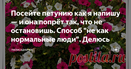Посейте петунию как я напишу — и она попрёт так, что не остановишь. Способ "не как нормальные люди". Делюсь Не буду томить. Расскажу почти дословно то, что мне поведал человек, успешно выращивающий петунии 10 лет. Впервые я испытала такое доверие к методике, в которой и Великий пост, и свежезаваренный чай, и пикировка непременно чуть позже полуночи. Ната, кстати сказать, очень иронично сама об этом говорит: "Сею я не как нормальные люди". Просто послушайте. Потом обсудим. ...
