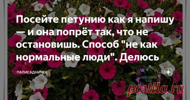 Посейте петунию как я напишу — и она попрёт так, что не остановишь. Способ 