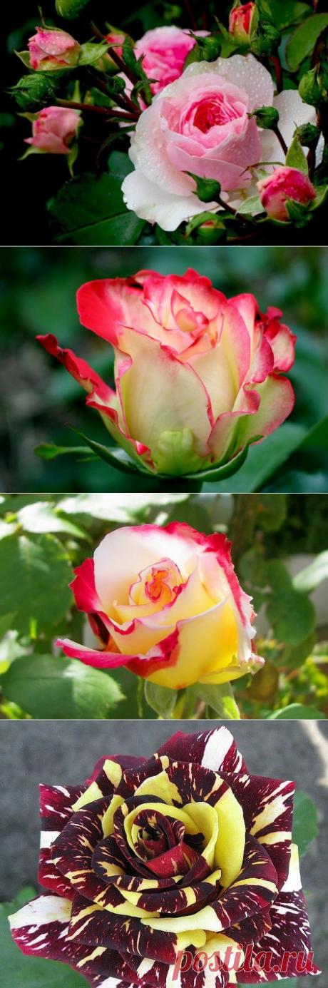 Про розы. Фото и стихи