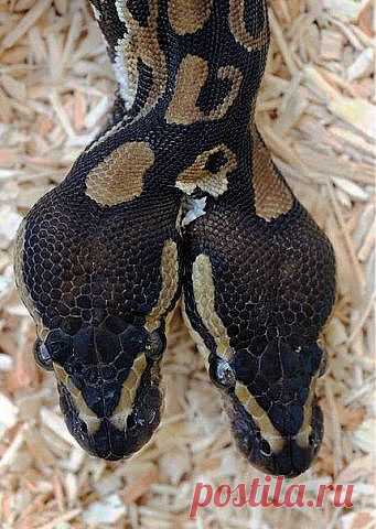 питон с двумя головами