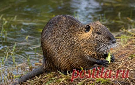 Нутрия (Myocastor coypus) — удивительный полуводный грызун из Южной Америки, который покорил весь мир! 🌍💧 Она одинаково уверенно чувствует себя в воде и на суше, а её перепончатые лапы и густой мех — идеальная адаптация к жизни у водоёмов 🌿🐾

Интересный факт: нутрии очень плодовиты 🍼 и быстро расселились за пределами родного ареала, став где-то ценным ресурсом, а где-то — инвазивным видом ⚠️

#Нутрия#Зоология#Животные#Природа#Экология#MyocastorCoypus#ДикаяПрирода
Изображение от ChatGPT