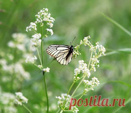 Лето - это маленькая жизнь.