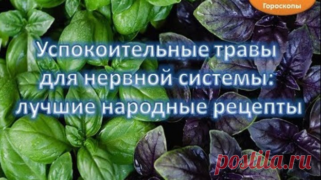 Успокоительные травы для нервной системы: лучшие народные рецепты