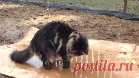 Котик изучает лужу!)