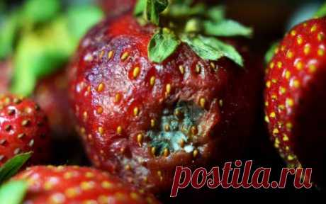 Спасти урожай: что делать, если клубника гниет и сохнет — Дачный участок