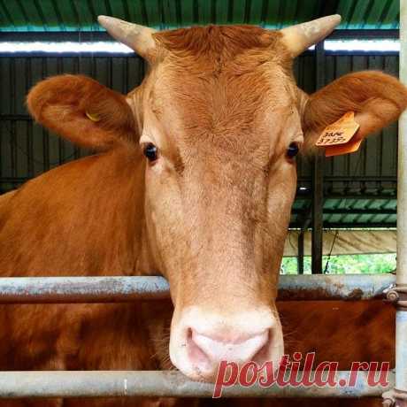 Корейская коровка 🐮 #корова #cow #암소 #Чанью #Jangyu #장유 #Кимхэ #Gimhae #김해 #Корея #SouthKorea #Korea #한국 #весна #travelKorea #koreatrip #koreatrip2015 #travelKorea #ig_korea