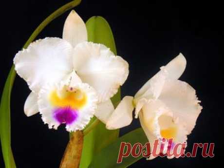 Идеи, способные удивлять 

МК! Альбом https://vk.cc/53rFqL МК из фоамирана 

#мк_фоамиран@mk_hobby #мастер_класс@mk_hobby