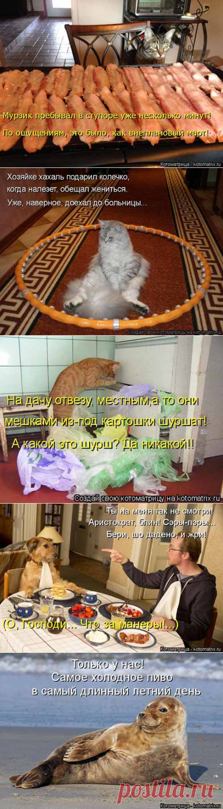 Внеплановый март - котоматрицы - Serpantins.ru