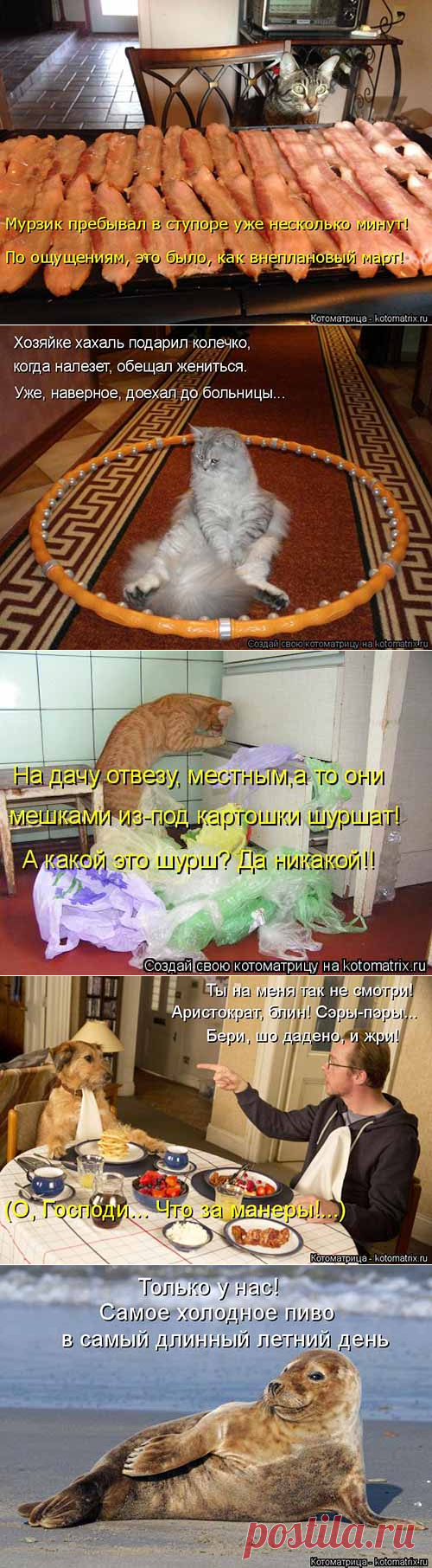 Внеплановый март - котоматрицы - Serpantins.ru