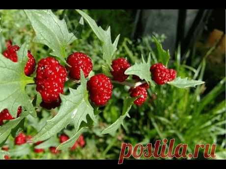 Земляничный шпинат. Однолетник, самосев (Strawberry spinach)