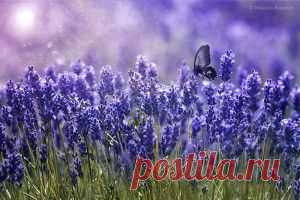 ИЗБАВЛЯЕМ СВОЙ ОРГАНИЗМ ОТ ТЯЖЁЛЫХ МЕТАЛЛОВ, ПЕСТИЦИДОВ, МЕТАБОЛИЧЕСКИХ ОТХОДОВ И ДРУГИХ ЗАГРЯЗНИТЕЛЕЙ. | Познавательный сайт ,,1000 мелочей"