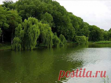 ▶ Как прекрасен мир вокруг! - YouTube: фото и звуки природы
