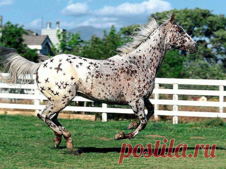 Конь, который всегда выигрывает в &quot;Крестики-нолики&quot;