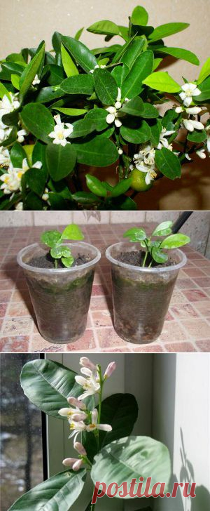 Усадьба | Цветы в доме : Секреты успешного выращивания цитрусовых из косточек