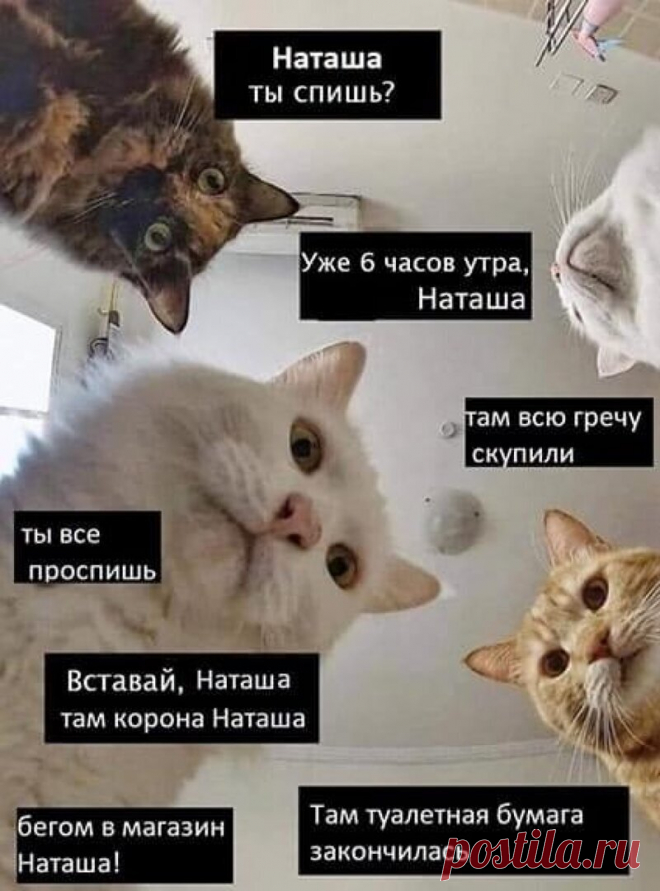 Наташ, ты спишь?: подборка мемов с котиками Наташи, которые