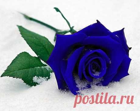 розы