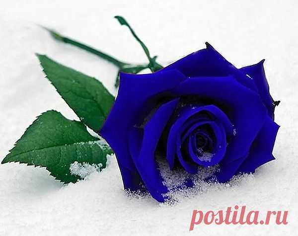 розы