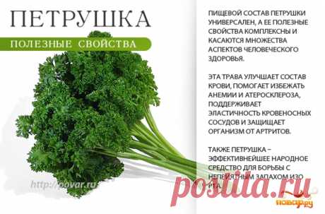 Петрушка полезные свойства