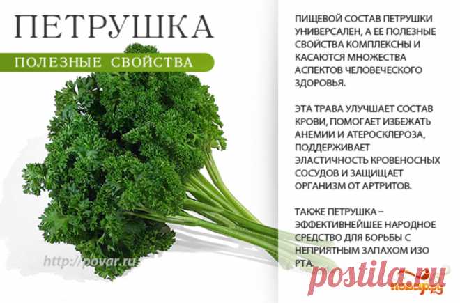 Петрушка полезные свойства