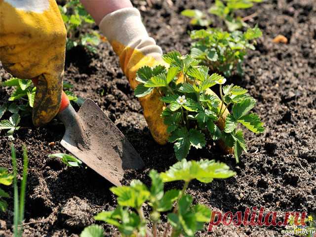 КАК САЖАТЬ КЛУБНИКУ В АВГУСТЕ, ЧТОБЫ НЕ БЕСПОКОИТЬСЯ ОБ УРОЖАЕ В СЛЕДУЮЩЕМ ГОДУ?


Как правильно посадить клубнику в августе, чтобы получить превосходный урожай на будущий год? Мы собрали в одной статье самые простые рекомендации, интересные советы и секреты, которые гарантируют вам наслаждение вкусными и ароматными плодами этой удивительной ягоды.Выращенная на приусадебном участке клубника приносит много приятных эмоций садоводу. Но собрать богатый урожай этой ягоды совсе...