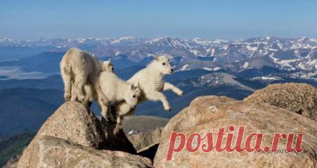 Невероятные моменты дикой природы / Питомцы