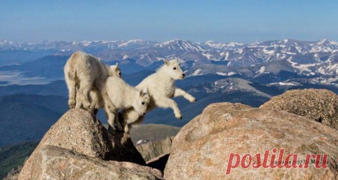 Невероятные моменты дикой природы / Питомцы