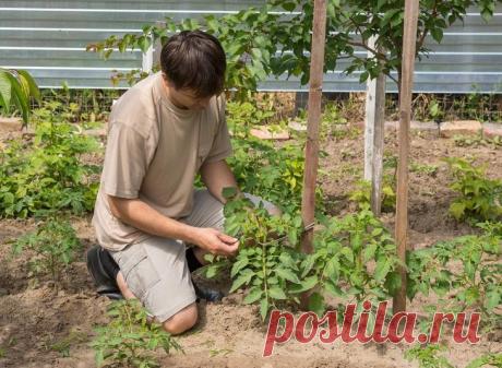 Стоит ли выращивать низкорослые томаты – 8 аргументов "за" Зачем сажать низкорослые сорта томатов, и способны ли они обеспечить вашу потребность в сочном красном овоще? Разберемся, чем же так хороши невысокие помидоры и почему спрос на их семена и рассаду год...