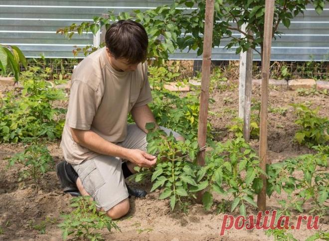 Стоит ли выращивать низкорослые томаты – 8 аргументов 