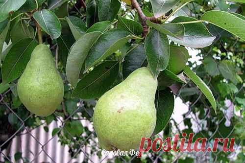 СПОСОБЫ ЗАСТАВИТЬ ПЛОДОНОСИТЬ ДЕРЕВЬЯ, ЕЩЕ БЫСТРЕЕ!!!