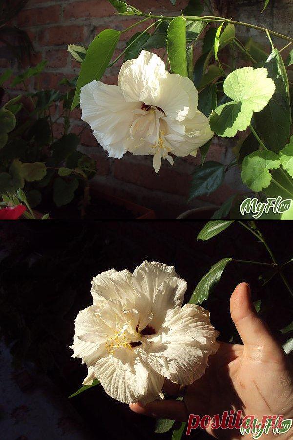 Уход за гибискусом зимой | САД НА ПОДОКОННИКЕ