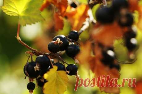 УХОДНЫЕ РАБОТЫ ЗА СМОРОДИНОЙ В СЕНТЯБРЕ

1. Осмотрите кустики и удалите повреждённые побеги и листочки.

2. Обрежьте более слабые побеги и старые ветки, плодоносящие более 5 лет.

3. У молодых побегов обрежьте верхушки на 10 см. Побеги, лежащие на земле также удалите. Почву вокруг куста освободите от опавших ягод, листьев и веток.

4. После обрезки смородину хорошо полейте: чёрную смородину 3-4 ведра на один куст, красную - 1-2 ведра под каждый куст.

5. Приступите к обраб...