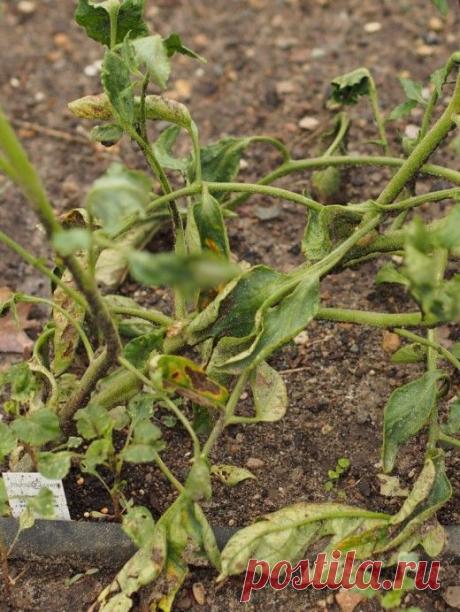 Фузариоз: остановим увядание растений.

Фузариоз — инфекционное заболевание растений (культурных и дикорастущих), вызываемое грибами рода Fusarium. Растения поражаются в любом возрасте. Гриб находится в почве и проникает в растение через почву и ранки. У молодых растений заболевание проявляется в виде загнивания корней и корневой шейки. В этих местах ткани буреют, стебель становится тоньше, листья желтеют. Вскоре все растение вянет и гибнет.