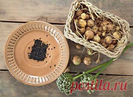 Лук и морковь: сажаем и сеем под зиму. Мастер-класс из личного опыта Ларисы Ярусовой на Supersadovnik.ru