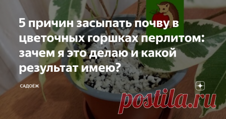 5 причин засыпать почву в цветочных горшках перлитом: зачем я это делаю и какой результат имею?